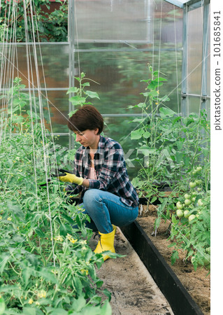 Woman gardener working inside greenhouse garden - Nursery and spring concept Woman gardener working inside greenhouse garden - Nursery and spring concept 101685841