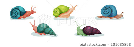 Crawling Snails as Shelled Gastropod with Coiled Shell Vector Set Crawling Snails as Shelled Gastropod with Coiled Shell Vector Set 101685898