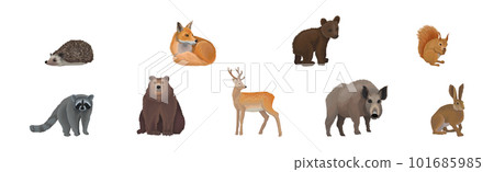 Forest Animal and Habitant with Raccoon, Deer, Bear and Boar Vector Set Forest Animal and Habitant with Raccoon, Deer, Bear and Boar Vector Set 101685985
