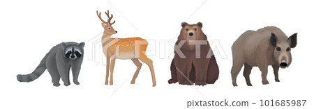 Forest Animal and Habitant with Raccoon, Deer, Bear and Boar Vector Set 101685987