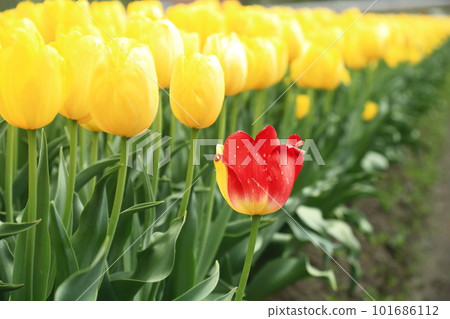 yellow tulip (strong gold) yellow tulip (strong gold) 101686112