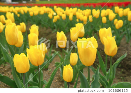yellow tulip (strong gold) 101686115