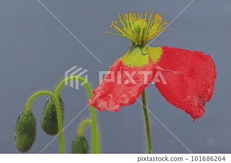 罌粟被雨淋濕 101686264
