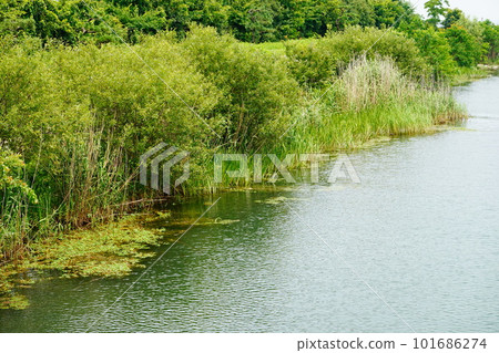 Fishing point Waterside grass Fishing point Waterside grass 101686274
