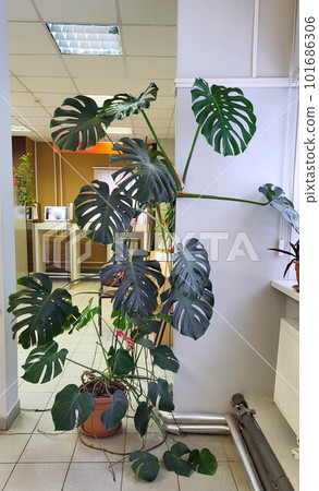 A large bush of the monstera plant, standing on the floor of the pot 101686306