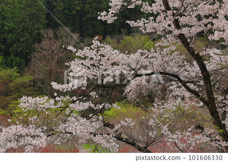 Pink wild cherry blossoms in full bloom 101686330