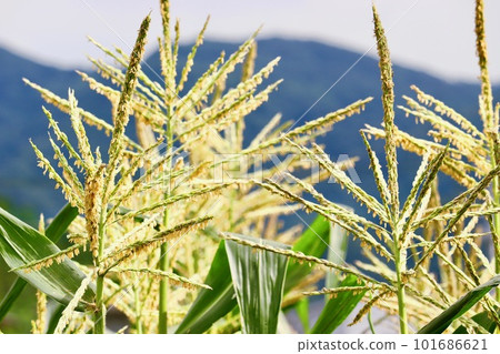 玉米雄花 玉米雄花 101686621