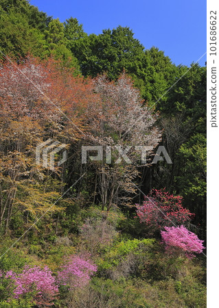 里山染上了春天的色彩 101686622