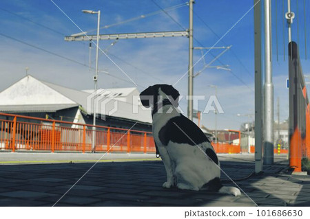 A dog waits for his owner at the train station. The concept of loyalty, abandonment and canine friendship. A beagle dog waiting for its master. A dog waits for his owner at the train station. The concept of loyalty, abandonment and canine friendship. A beagle dog waiting for its master. 101686630