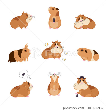 Cute guinea pig in everyday activities set. Funny brown pet rodent eating and sleeping cartoon vector illustration Cute guinea pig in everyday activities set. Funny brown pet rodent eating and sleeping cartoon vector illustration 101686932