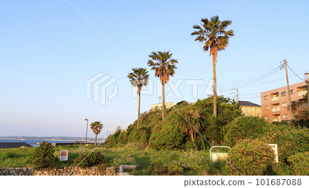 Scenery with palm tree Scenery with palm tree 101687088