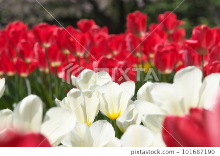 White flowers in a tulip field shining in the light 101687190