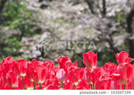 櫻花和郁金香盛開的春天風景 櫻花和郁金香盛開的春天風景 101687194