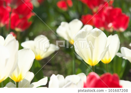 White flowers in a tulip field shining in the light White flowers in a tulip field shining in the light 101687208