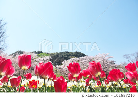 櫻花和郁金香盛開的春天風景 櫻花和郁金香盛開的春天風景 101687216