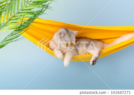 white cat in a yellow glasses sleeping on a yellow fabric hammock 101687271