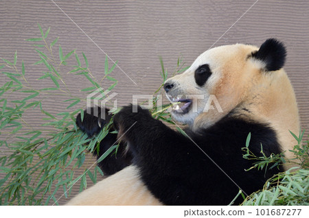 楓浜美味地吃著竹子 101687277