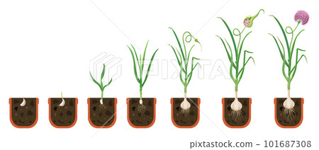 Garlic growth cycle. Growing bulbous vegetables in pot. The process of plant growth with development root system. Garlic growth cycle. Growing bulbous vegetables in pot. The process of plant growth with development root system. 101687308