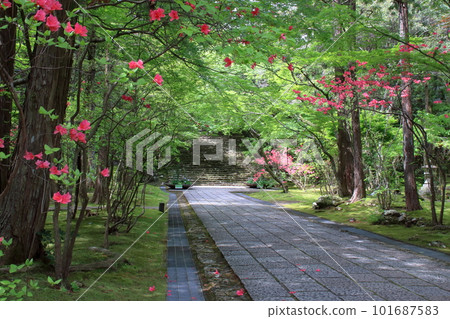 Godaisan Chikurin-ji Temple Path, Wakaba Moyuru Season (Kochi Prefecture) 101687583