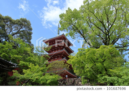 新綠季節的五層寶塔（高知縣五台山竹林寺） 101687696