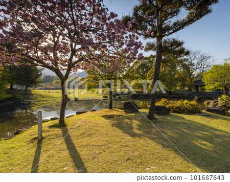 Scenery of Sanja Takusen Pond in Nara Park with cherry blossoms Scenery of Sanja Takusen Pond in Nara Park with cherry blossoms 101687843