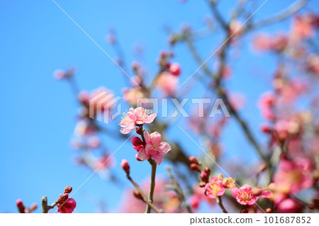Plum blossom single cold Plum blossom single cold 101687852