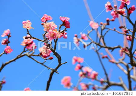 Plum Blossom Red Brush Plum Blossom Red Brush 101687853