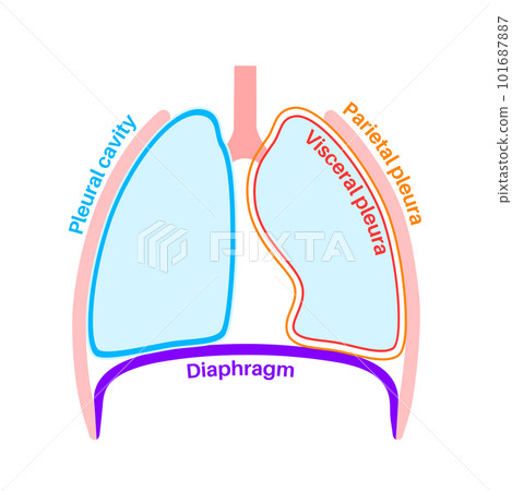 Pleura anatomical poster 101687887
