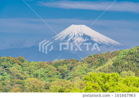 （靜岡縣）綠茶種植園上方的富士山 101687963
