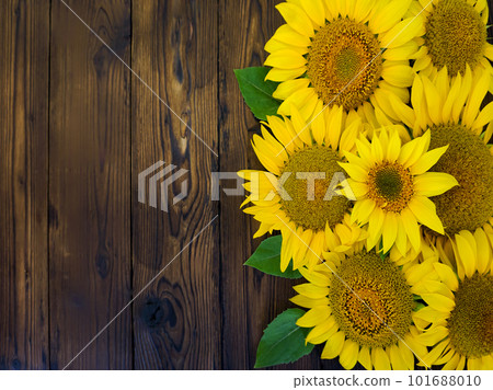 Yellow sunflower flowers lie on a wooden background 101688010