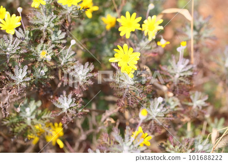 Julius Daisy flowers 101688222