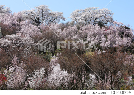 Hanamiyama公園盛開 101688709