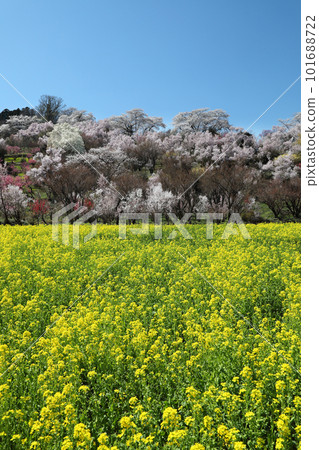 Hanamiyama公園盛開 101688722