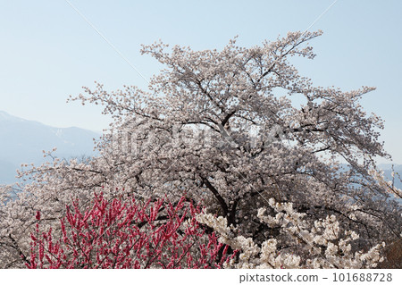 Hanamiyama公園盛開 101688728