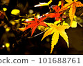 Autumn leaves of maple with red and yellow leaves 101688761