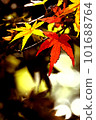 Autumn leaves of maple with red and yellow leaves 101688764