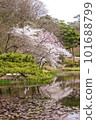 盛開的櫻花在池塘中反映出來 101688799