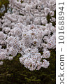 盛開的櫻花樹 101688941