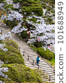 有櫻花的台階 101688949