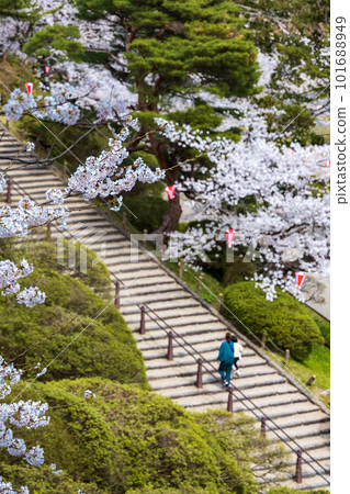 stairs with cherry blossoms 101688949