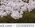 被春天的陽光照亮的櫻花 101688950