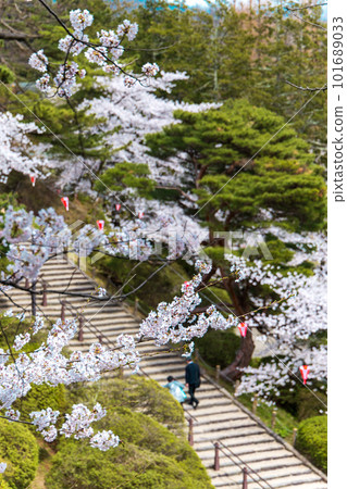 Cherry tree seen from the stairs 101689033