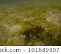seaweed in crystal clear sea 101689397