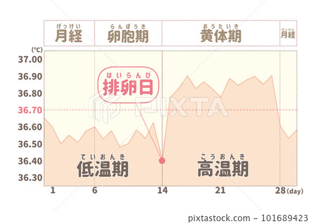 Menstrual cycle of a healthy woman (example) 101689423