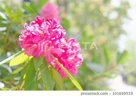 Azalea flower in the sun 101689539