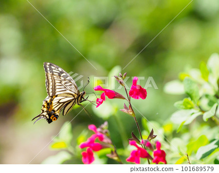 Swallowtail butterfly Swallowtail butterfly 101689579