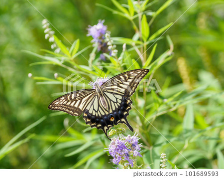 Swallowtail butterfly Swallowtail butterfly 101689593