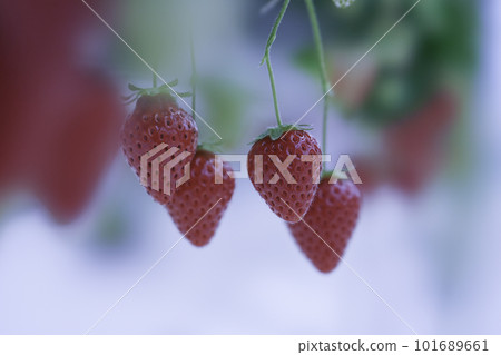 red ripe strawberries 101689661