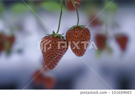 red ripe strawberries 101689665