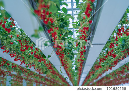 red ripe strawberries 101689666